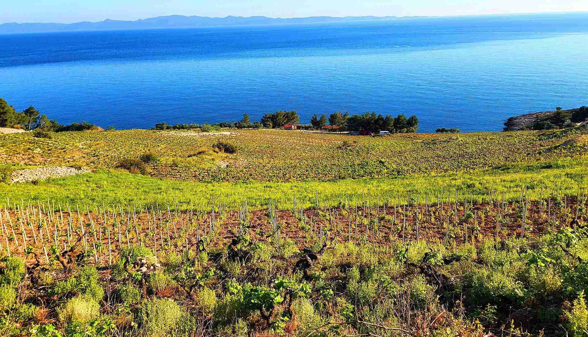 Peljesac Essential classic Private Wine Tour
