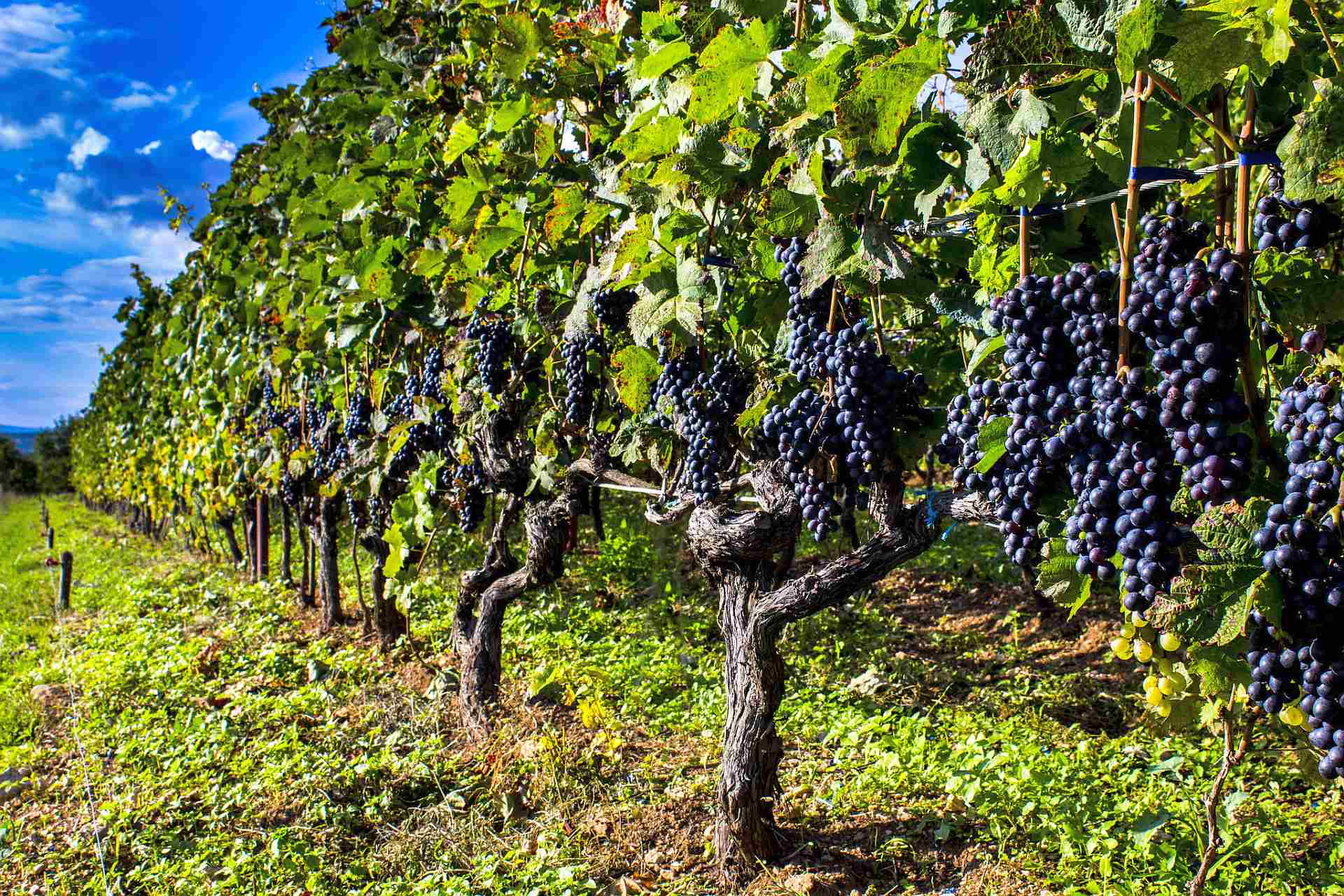 Custom Wine Tour from Dubrovnik