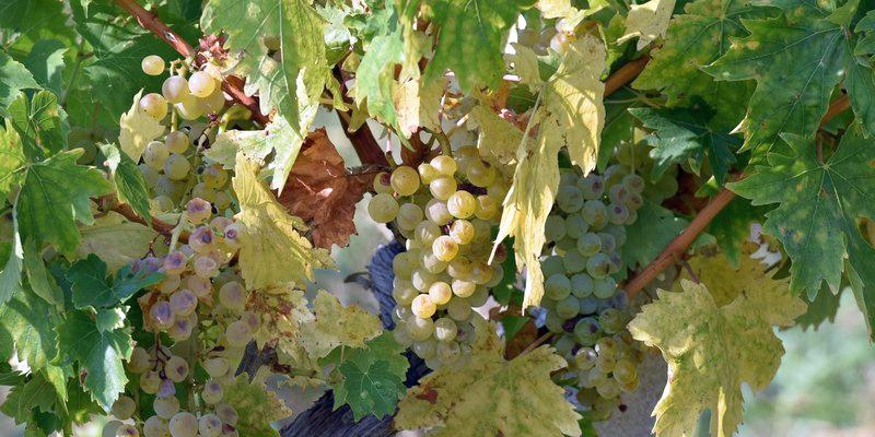 Dubrovacka Malvasija Wine Variety