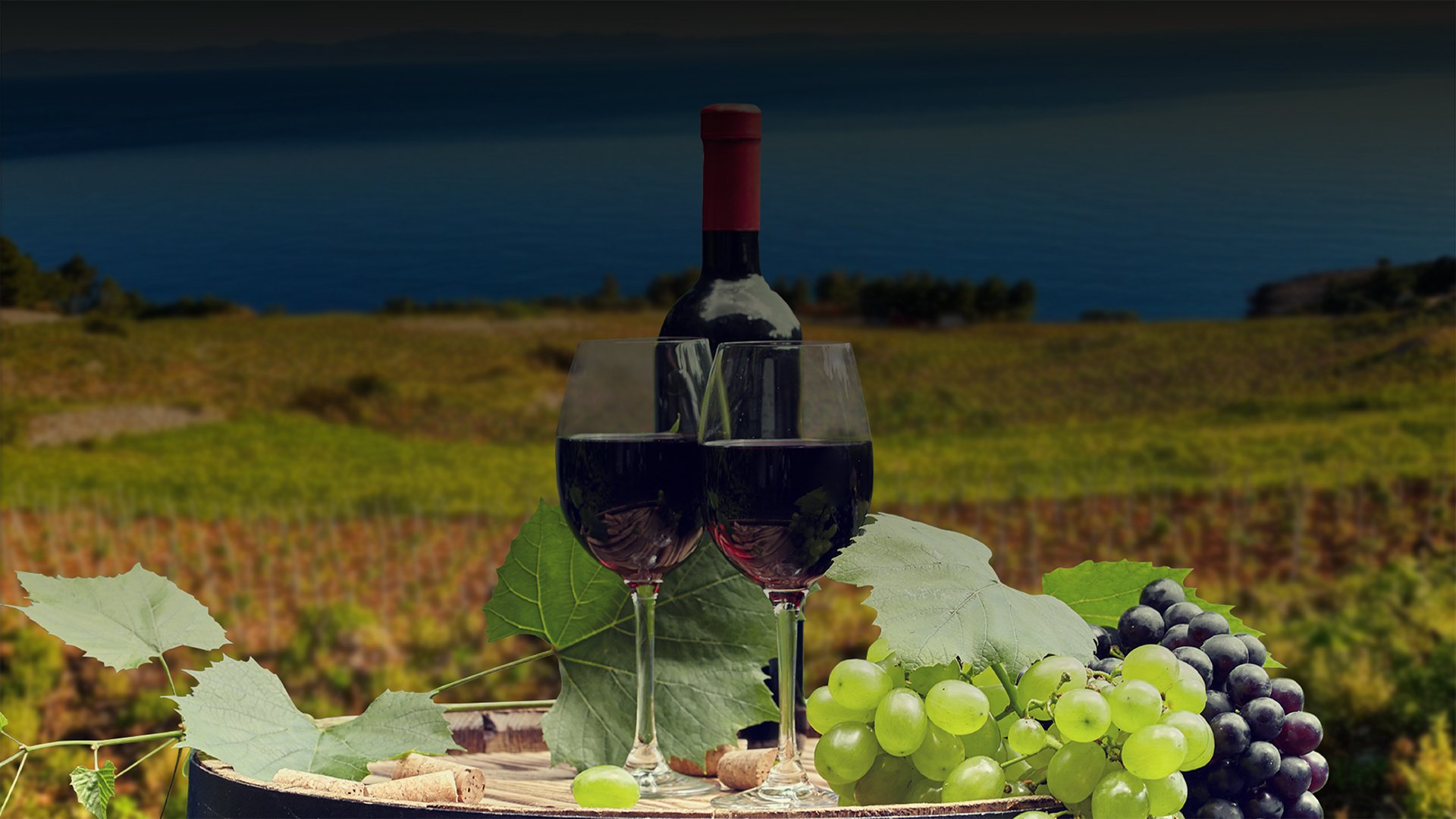 Dubrovnik Premium Wine Tours — Croatian vineyards