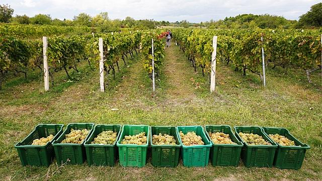 Marastina Wineyards in Zadar Region – Croatia