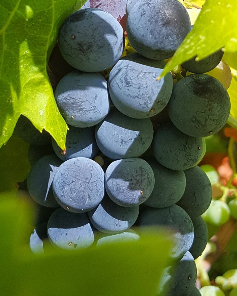 Plavac Mali Grape