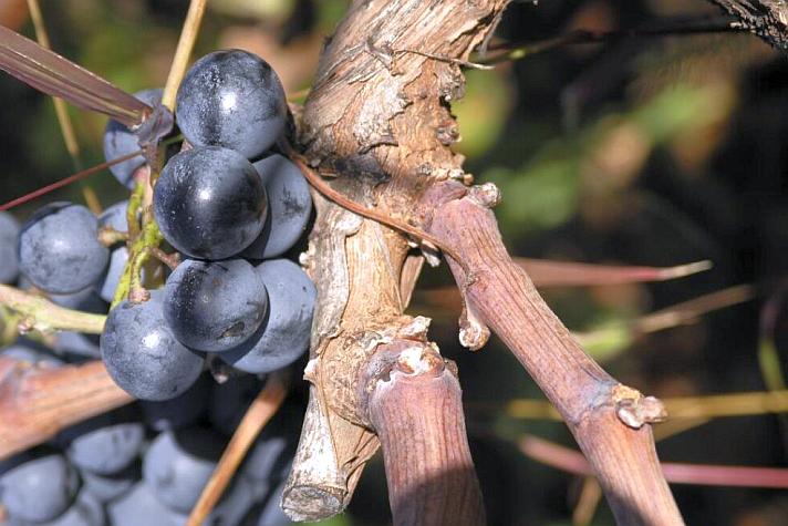 Plavac Mali grape variety