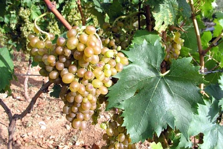 Posip grape variety