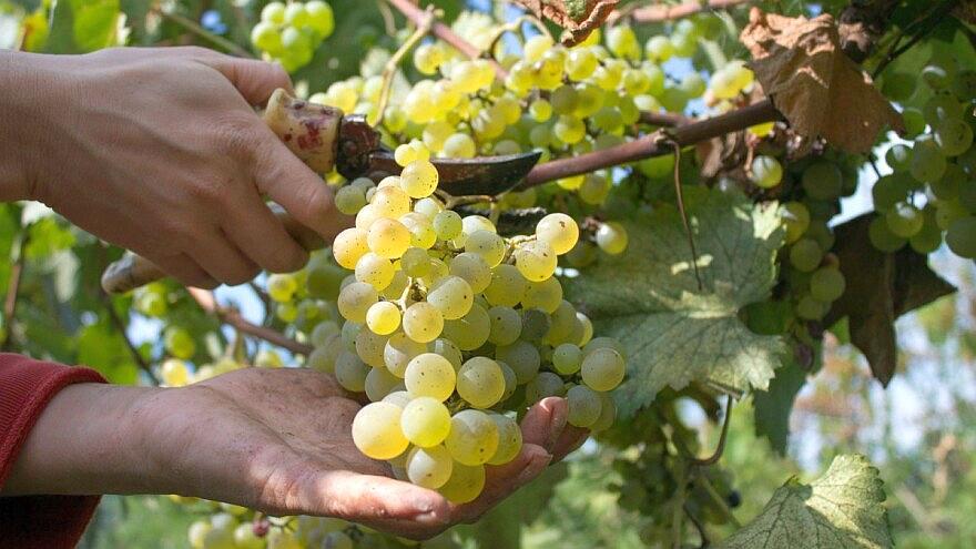 Harvesting Posip Grapes