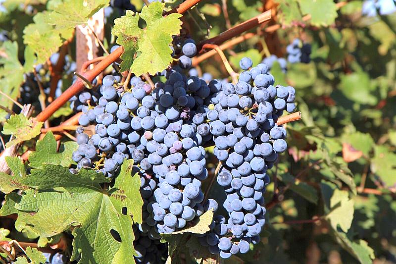 Vranac Grapes