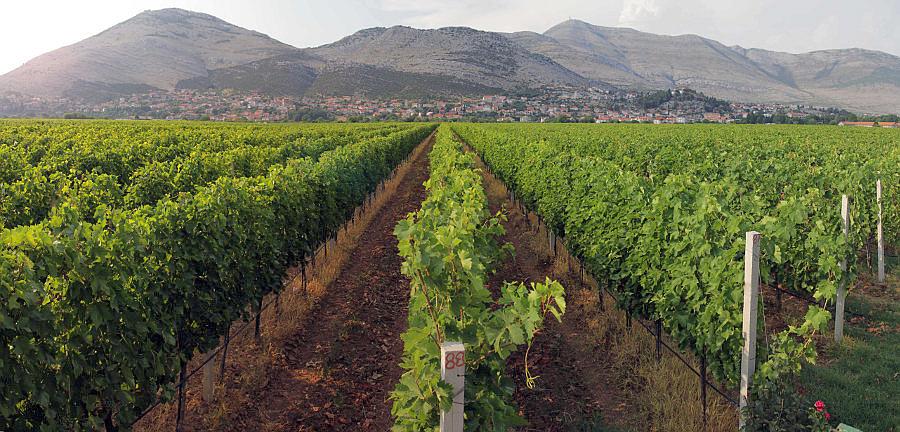 Vranac Wine Variety