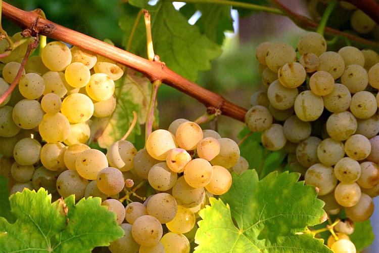 Zilavka Wine Sort