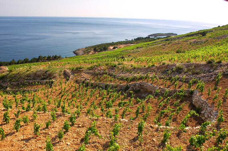 What wine to try while visiting Dubrovnik – Croatia?